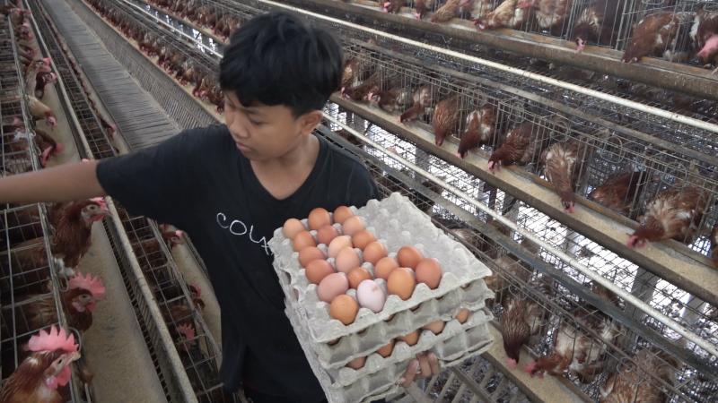 Terkini harga telur ayam Daftar Harga
